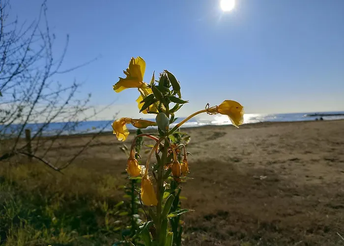 Trifoglio *